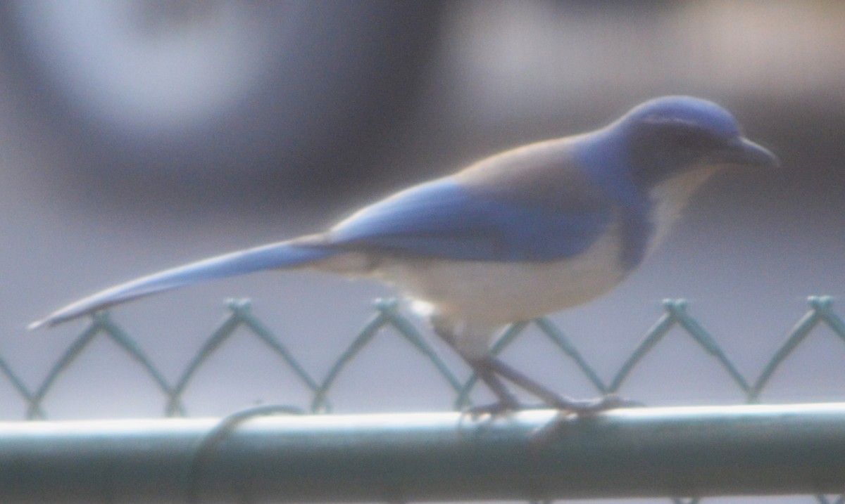 カリフォルニアカケス - ML611141711