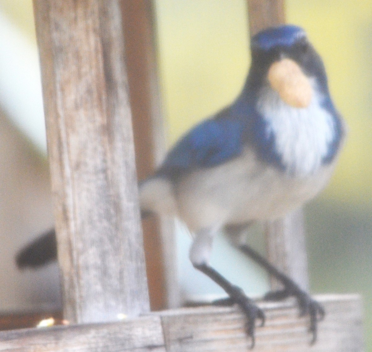 カリフォルニアカケス - ML611141721