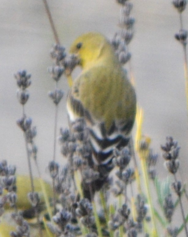 American Goldfinch - ML611141735
