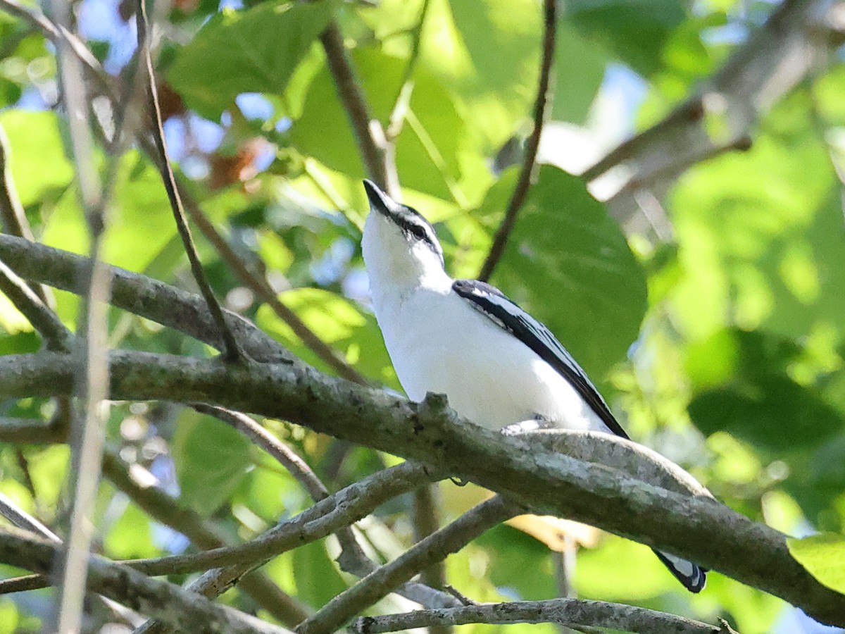 White-rumped Triller - ML611141770