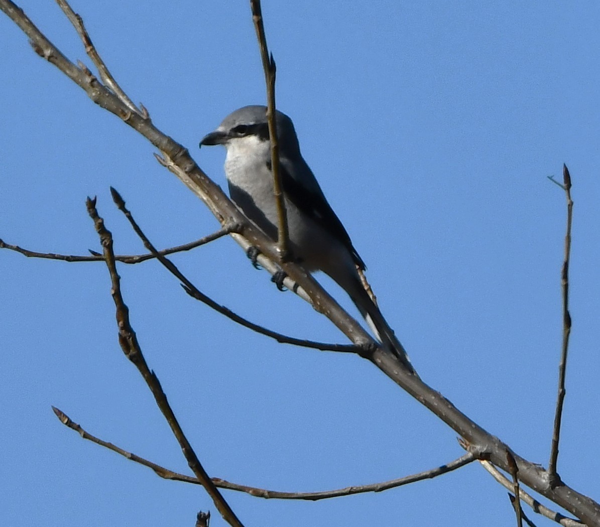 חנקן צפוני - ML611141771