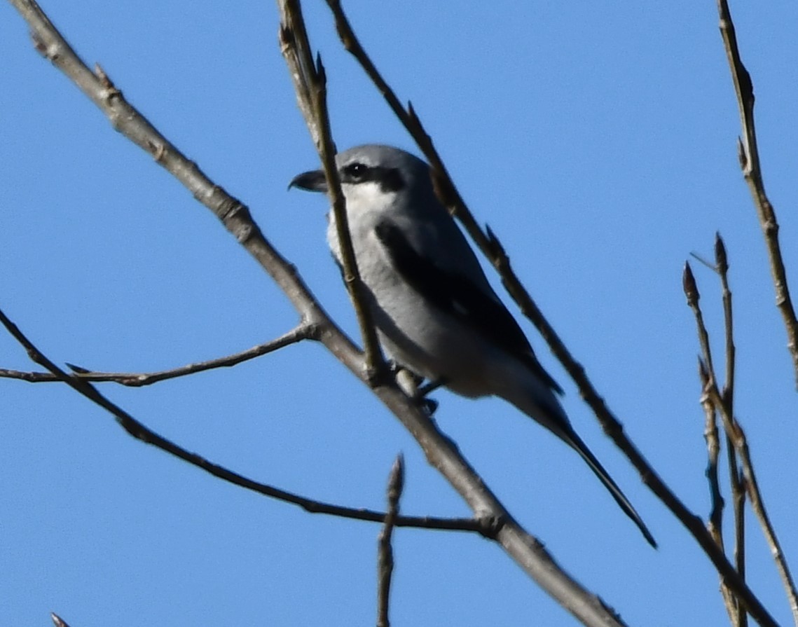 Сорокопуд північний - ML611141778