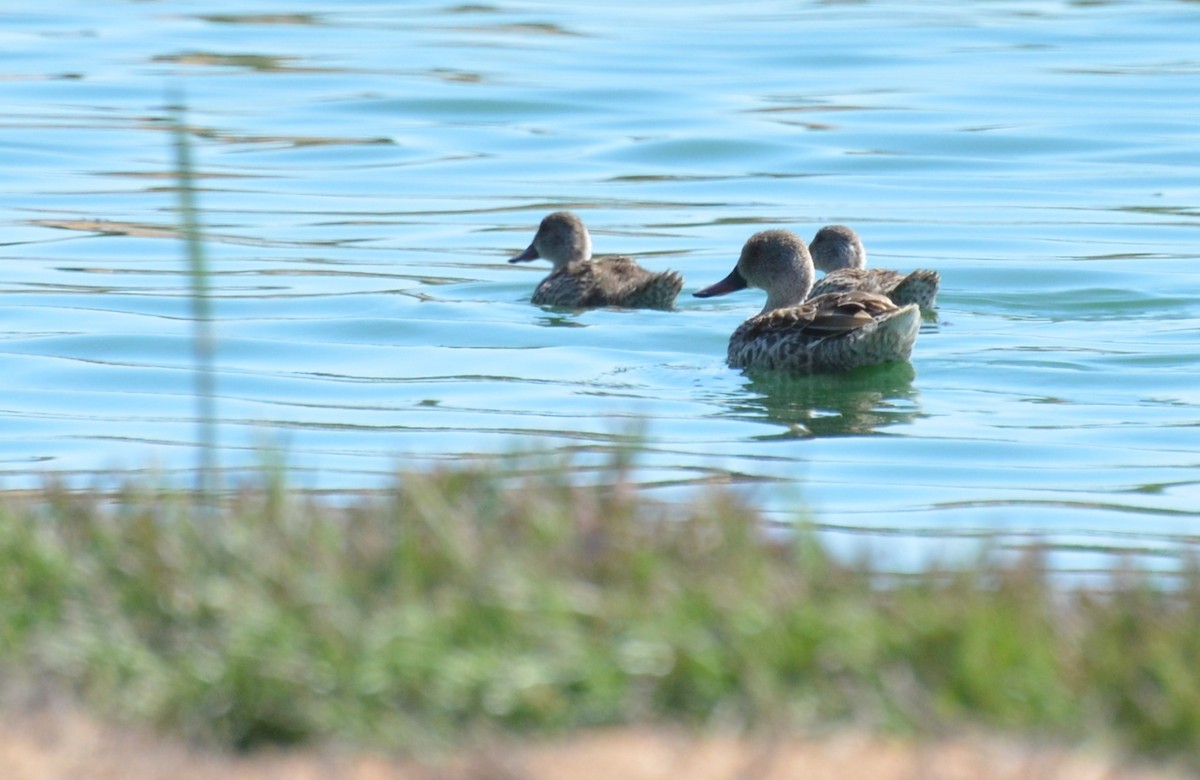 Cape Shoveler - ML611141808