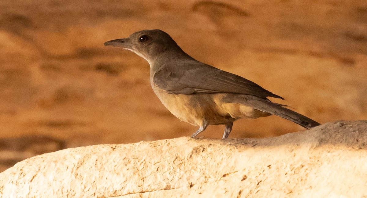 Sandstone Shrikethrush - David Barton