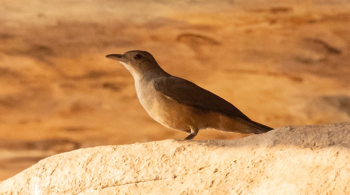 Sandstone Shrikethrush - David Barton