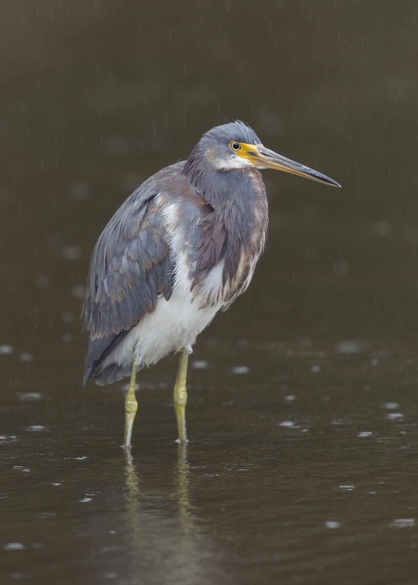 Tricolored Heron - Ryan Yann