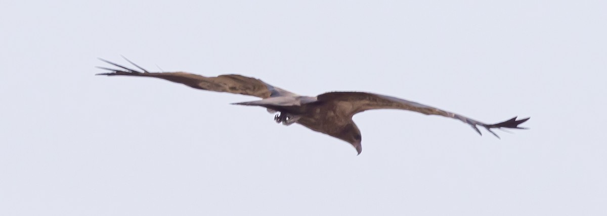 Whistling Kite - David Barton