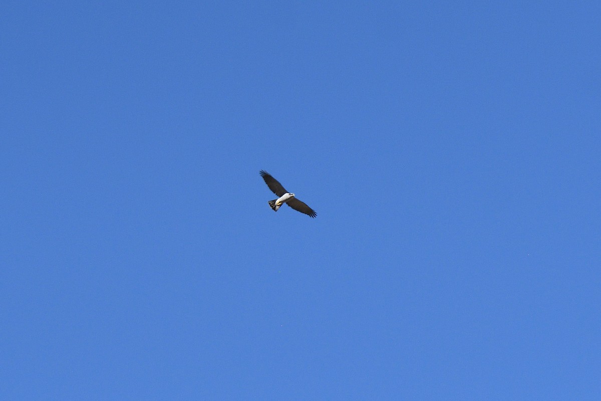 American Goshawk - ML611141890