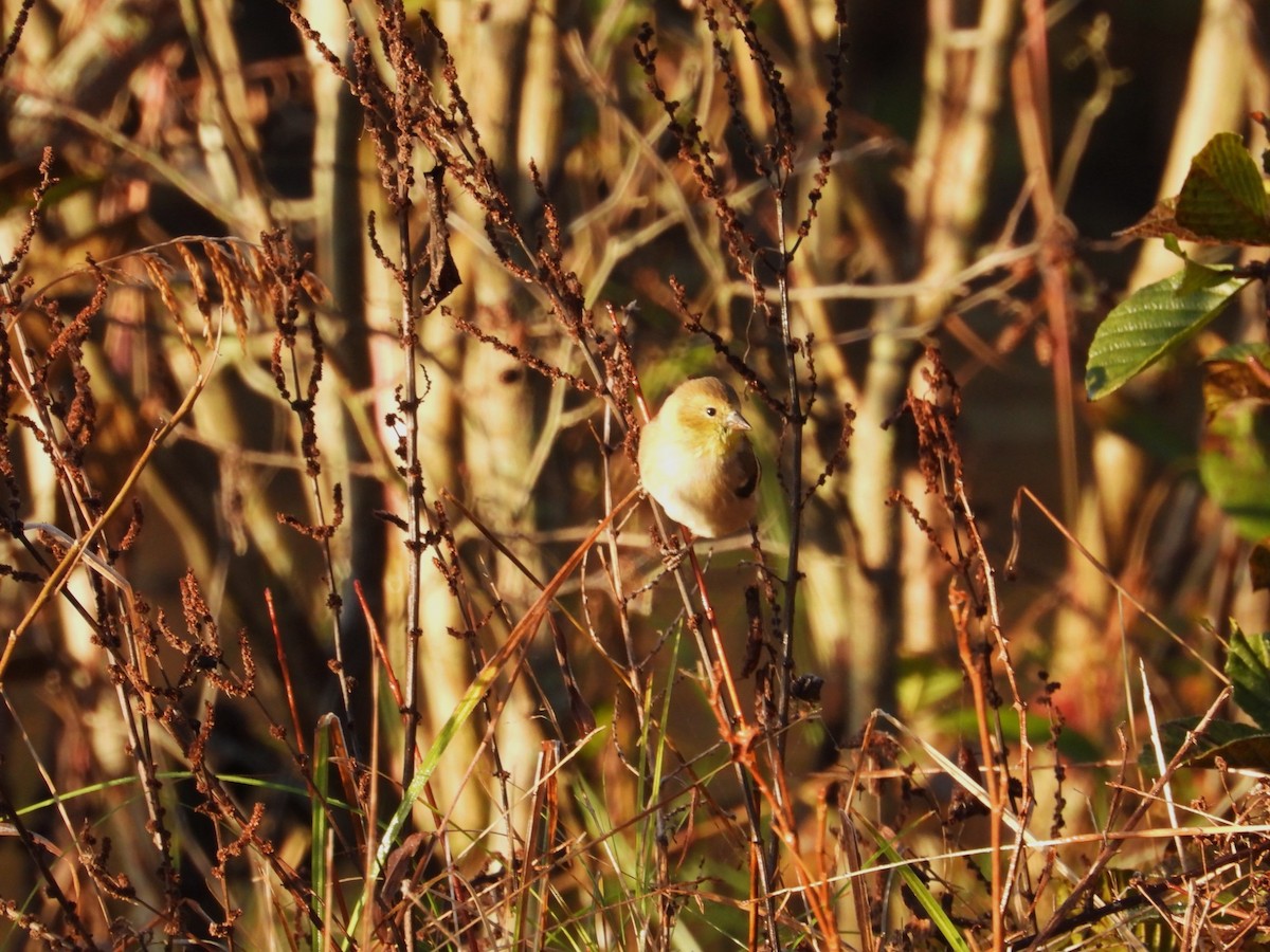 American Goldfinch - ML611141900