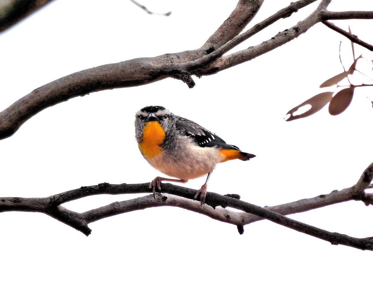 Pardalote Moteado - ML611141932