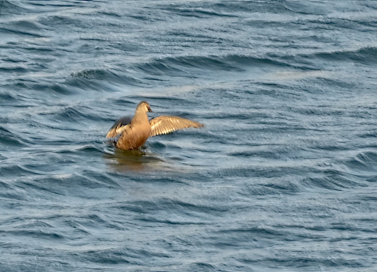 King Eider - ML611141983