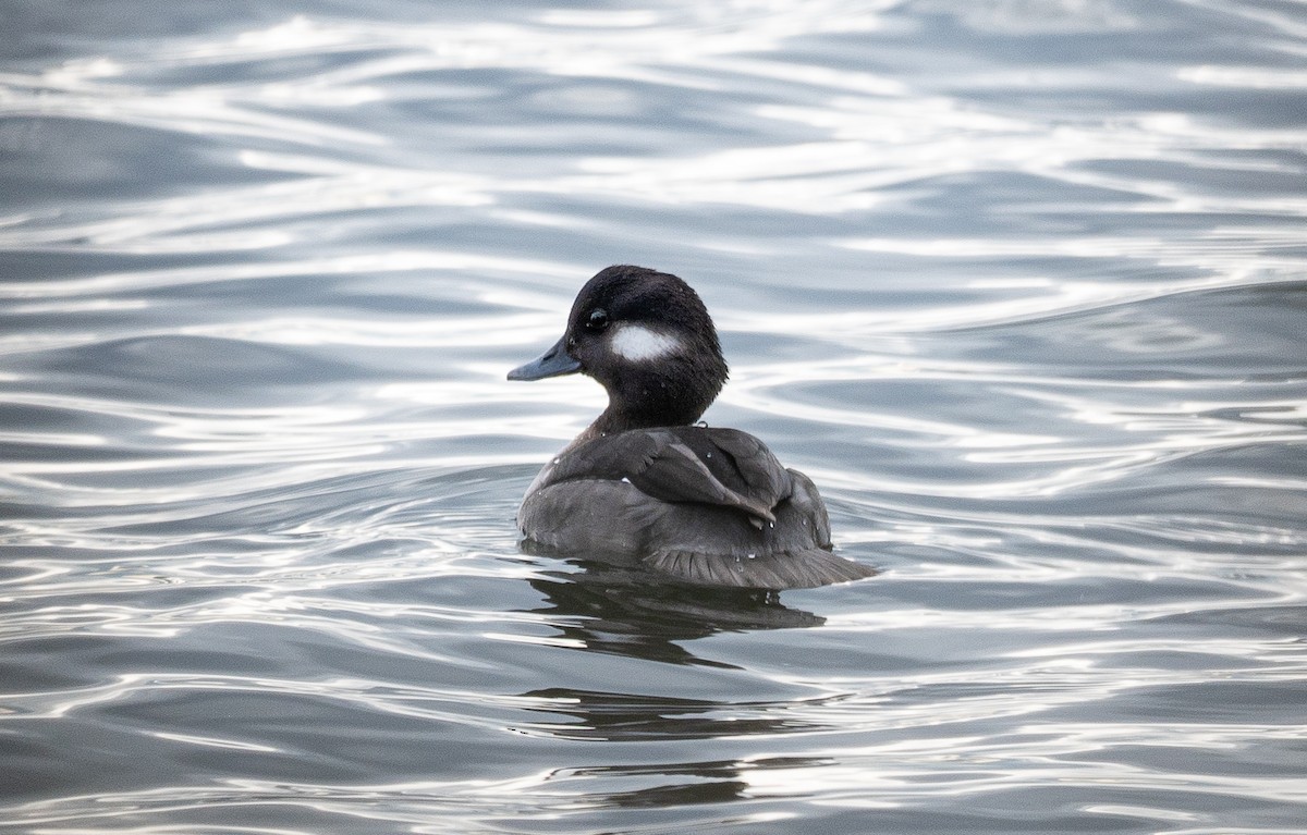 Bufflehead - ML611141991