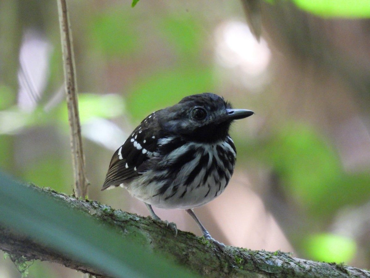 Spot-backed Antbird - Gabriel Utria - Quetzal Birdwatch