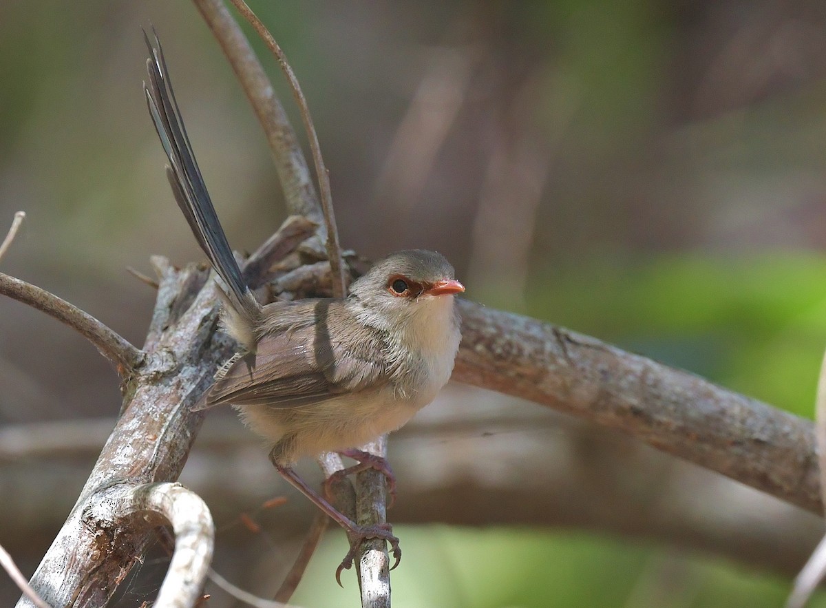 Variegated Fairywren - Gary Charlton