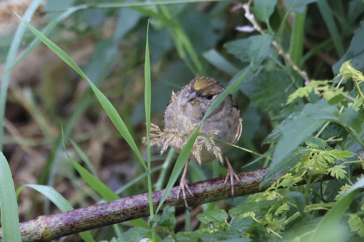 Golden-crowned Sparrow - ML611142230