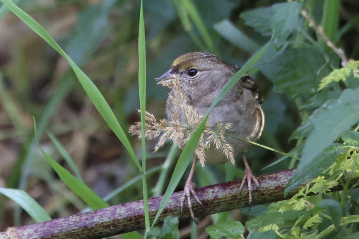 Golden-crowned Sparrow - ML611142233