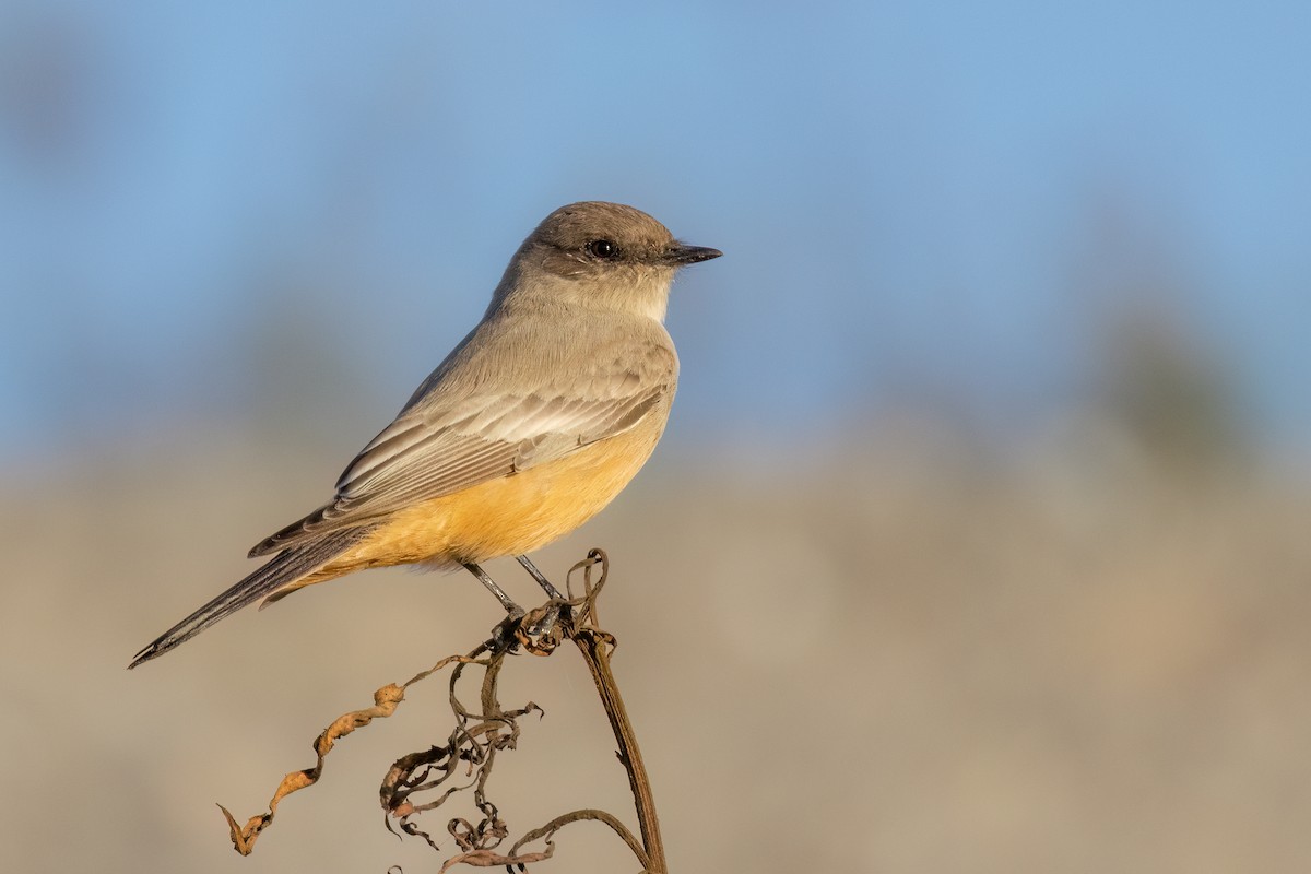 Say's Phoebe - ML611142267