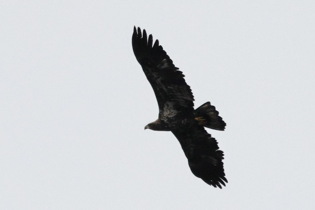 Bald Eagle - ML611142304