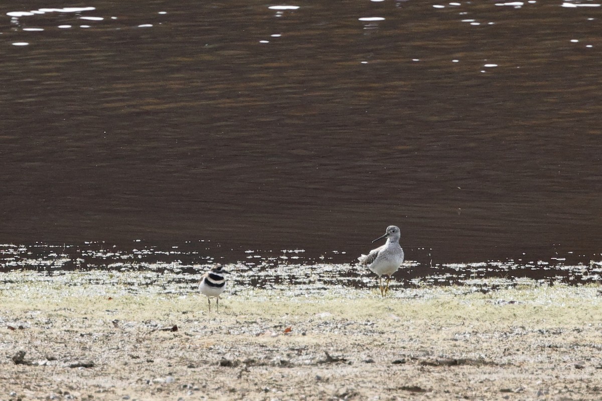 Greater Yellowlegs - ML611142308