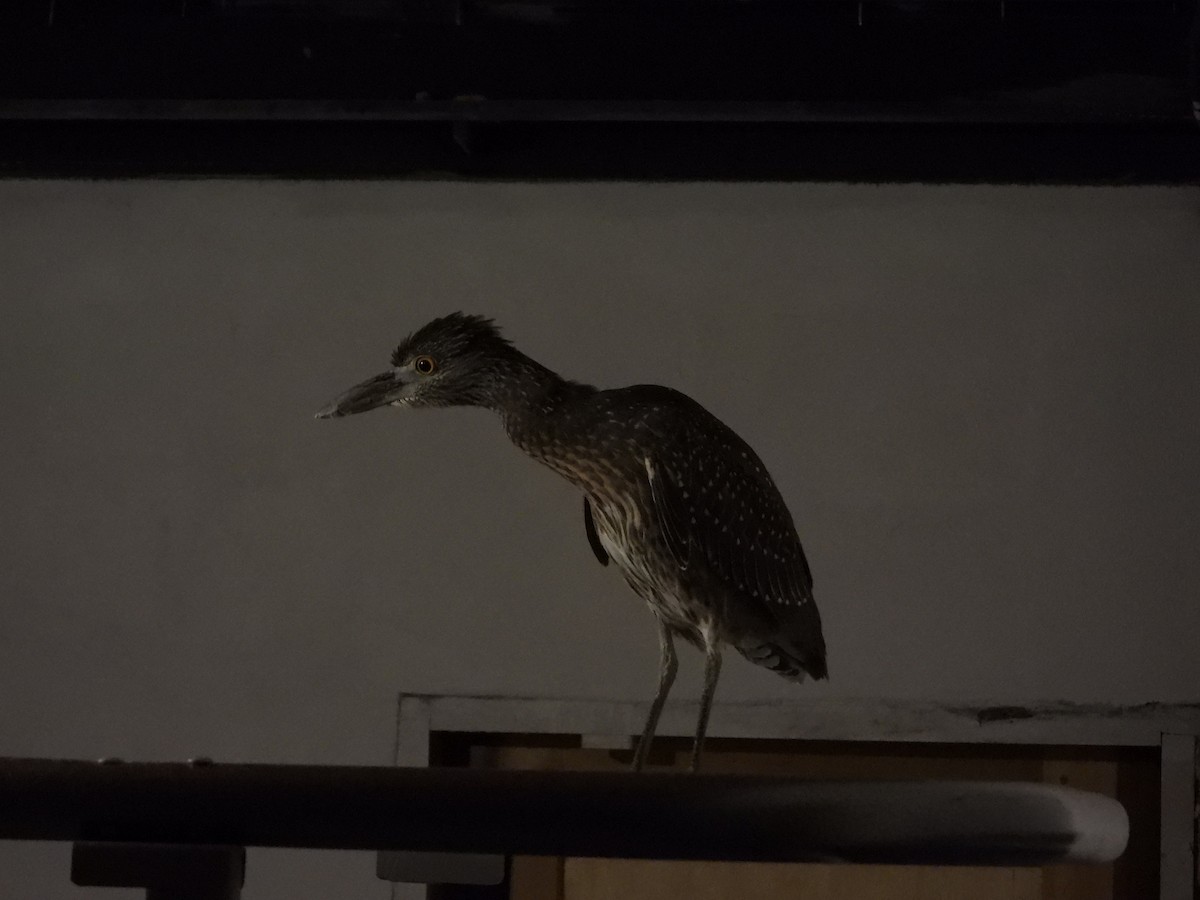 Yellow-crowned Night Heron - ML611142412