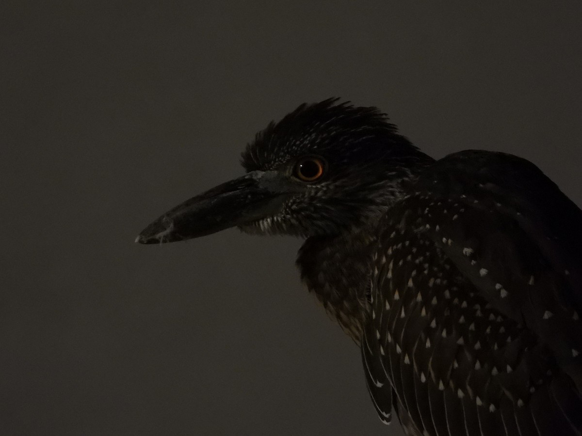 Yellow-crowned Night Heron - Francisco Sornoza