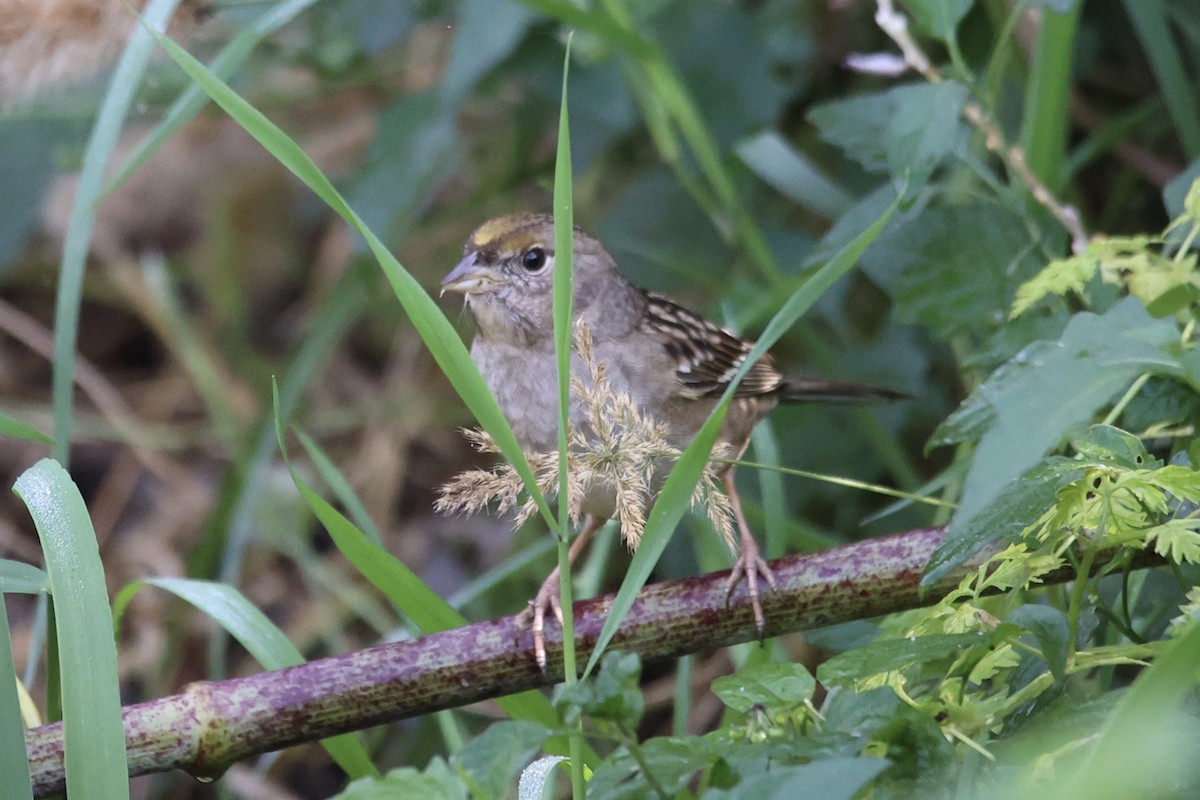 Golden-crowned Sparrow - ML611142425