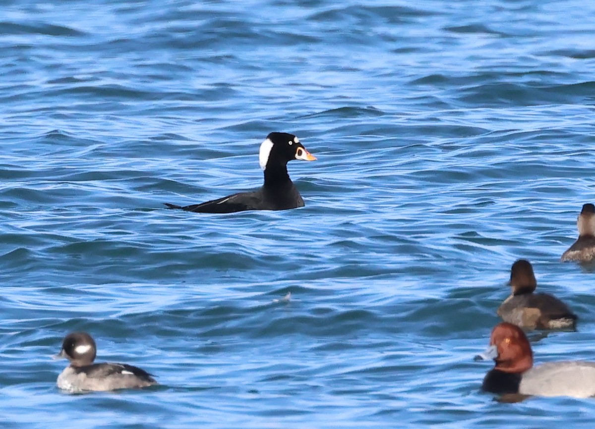 Surf Scoter - ML611142439