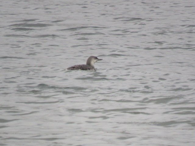 Red-throated Loon - Ed  Newbold