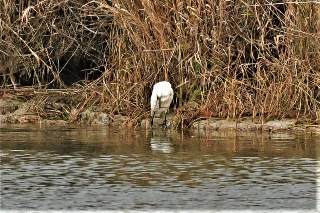 Snowy Egret - ML611142635