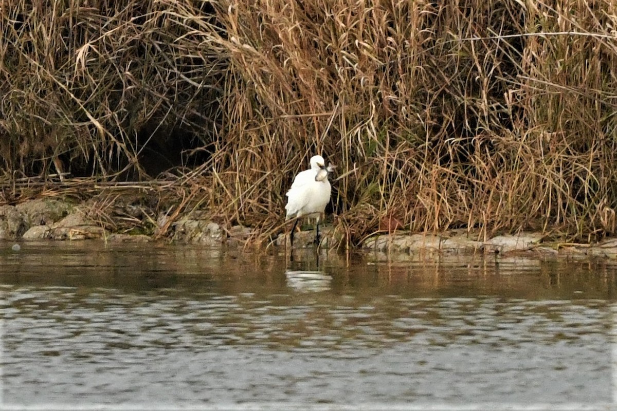 Snowy Egret - ML611142636