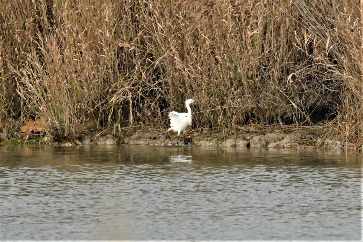 Aigrette neigeuse - ML611142637