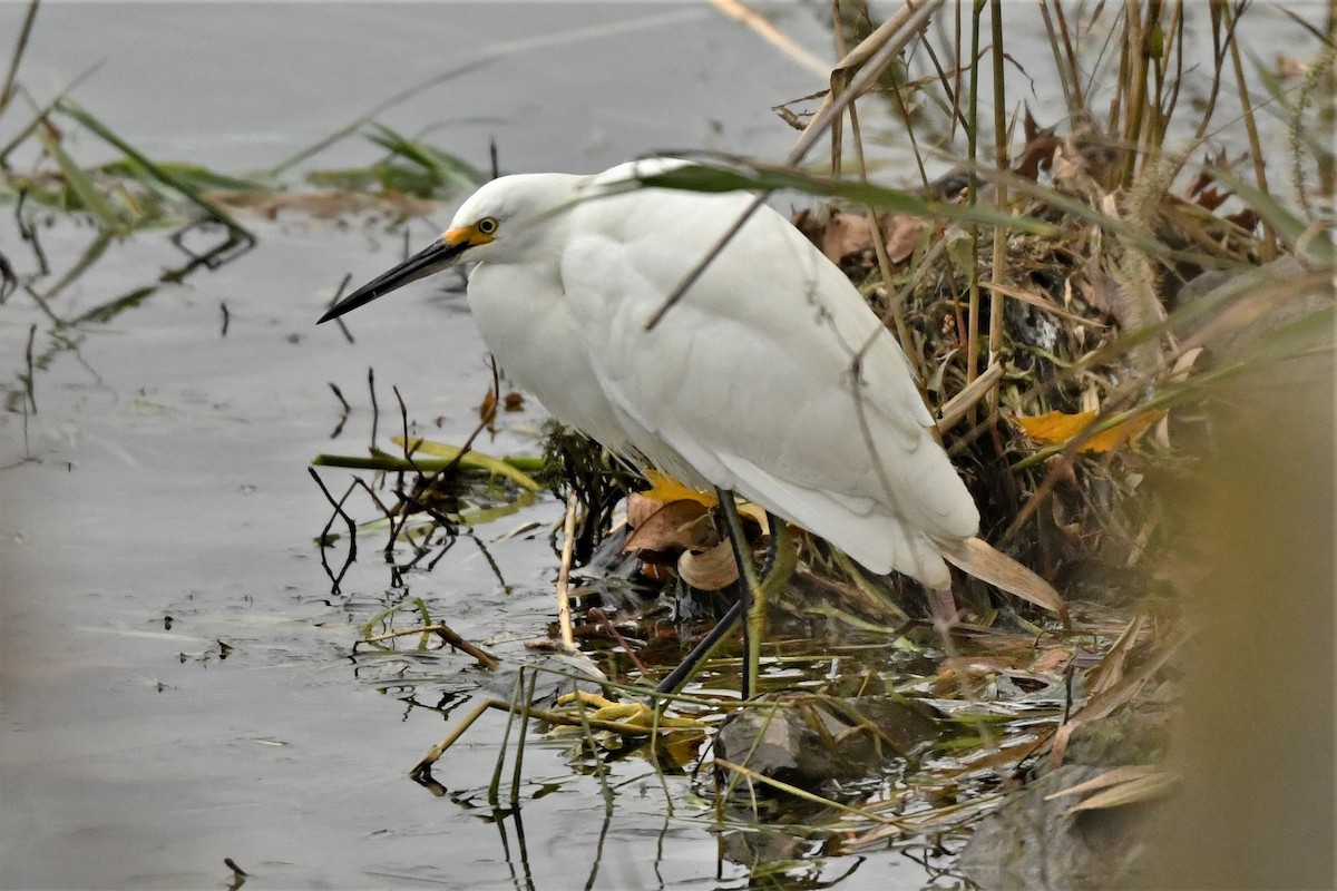 Snowy Egret - ML611142638