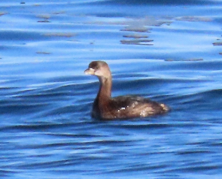 Pied-billed Grebe - ML611142647