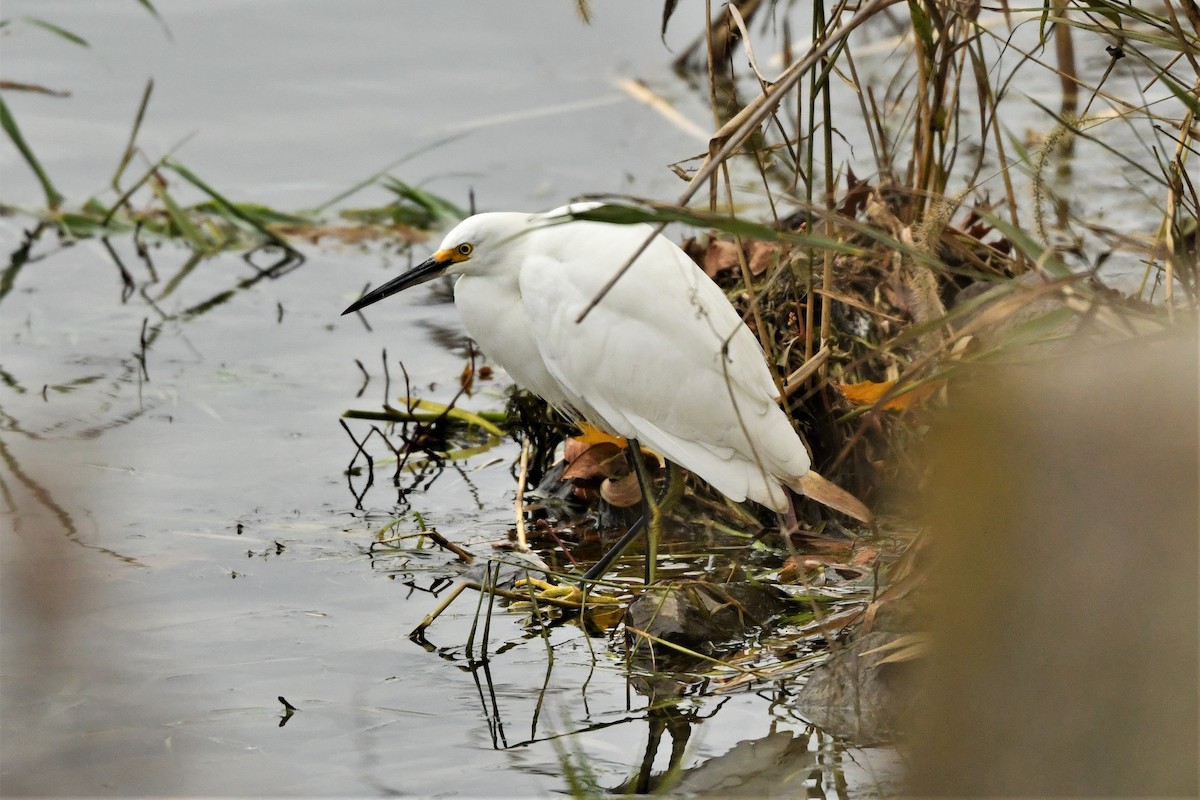 Snowy Egret - ML611142653