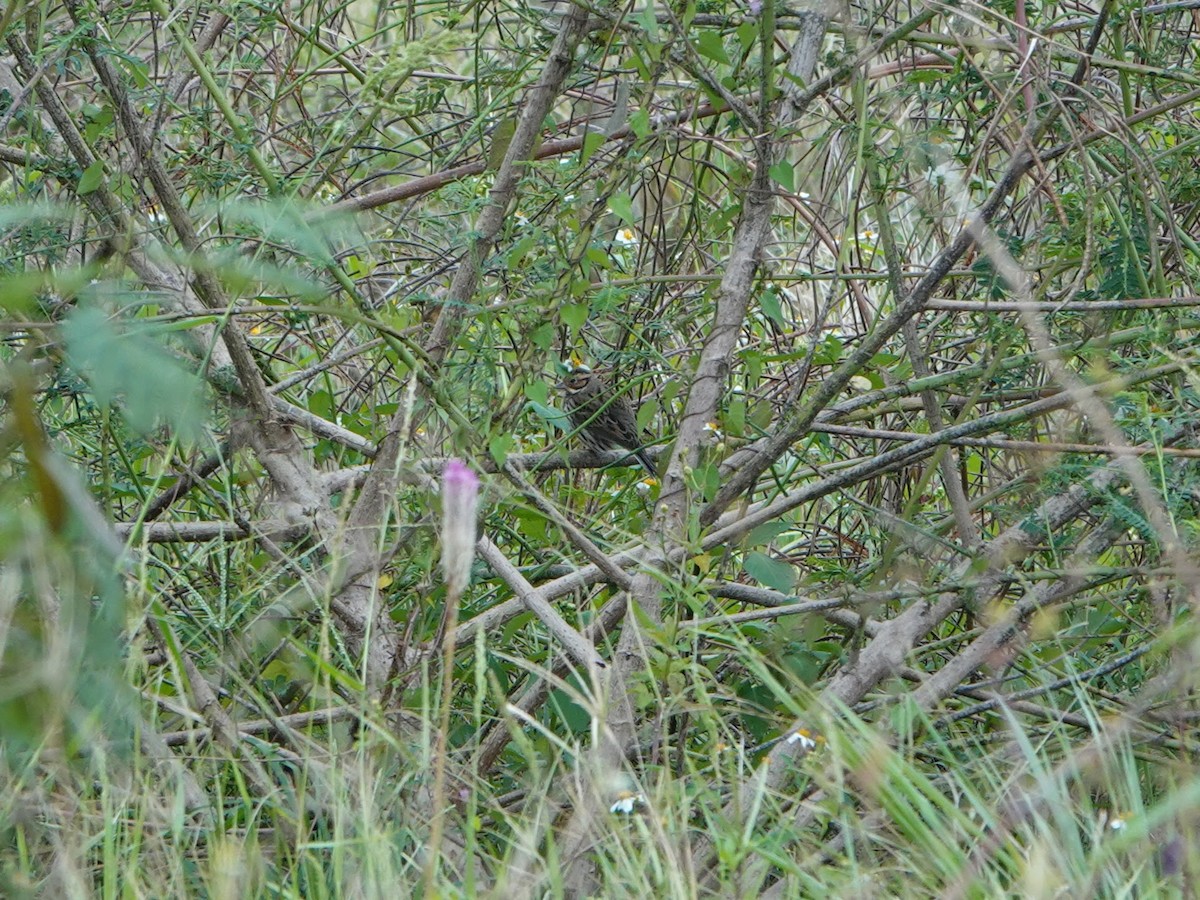 Little Bunting - Penlock Chen