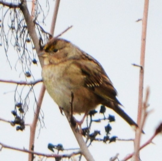 Golden-crowned Sparrow - ML611142747