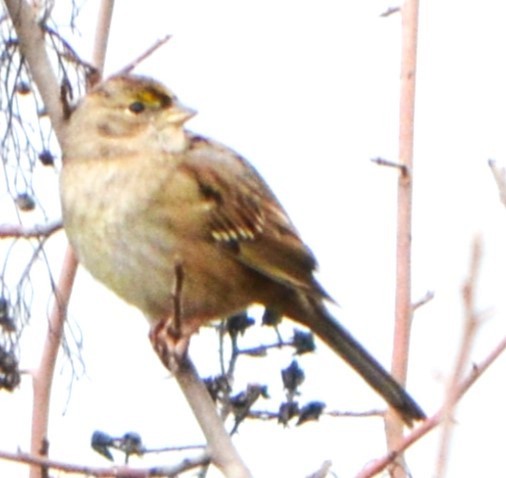 Golden-crowned Sparrow - ML611142749