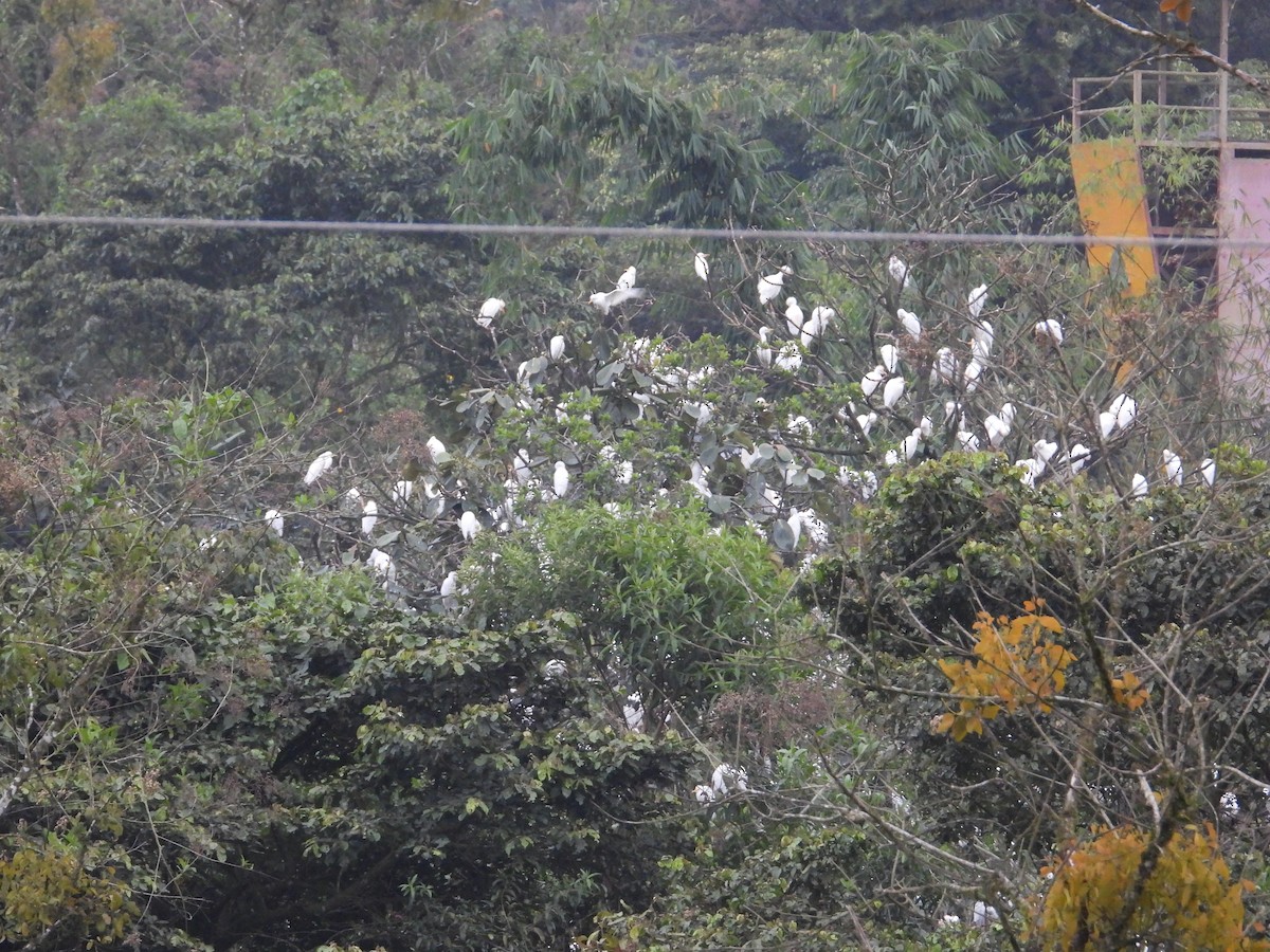 Western Cattle Egret - ML611142835