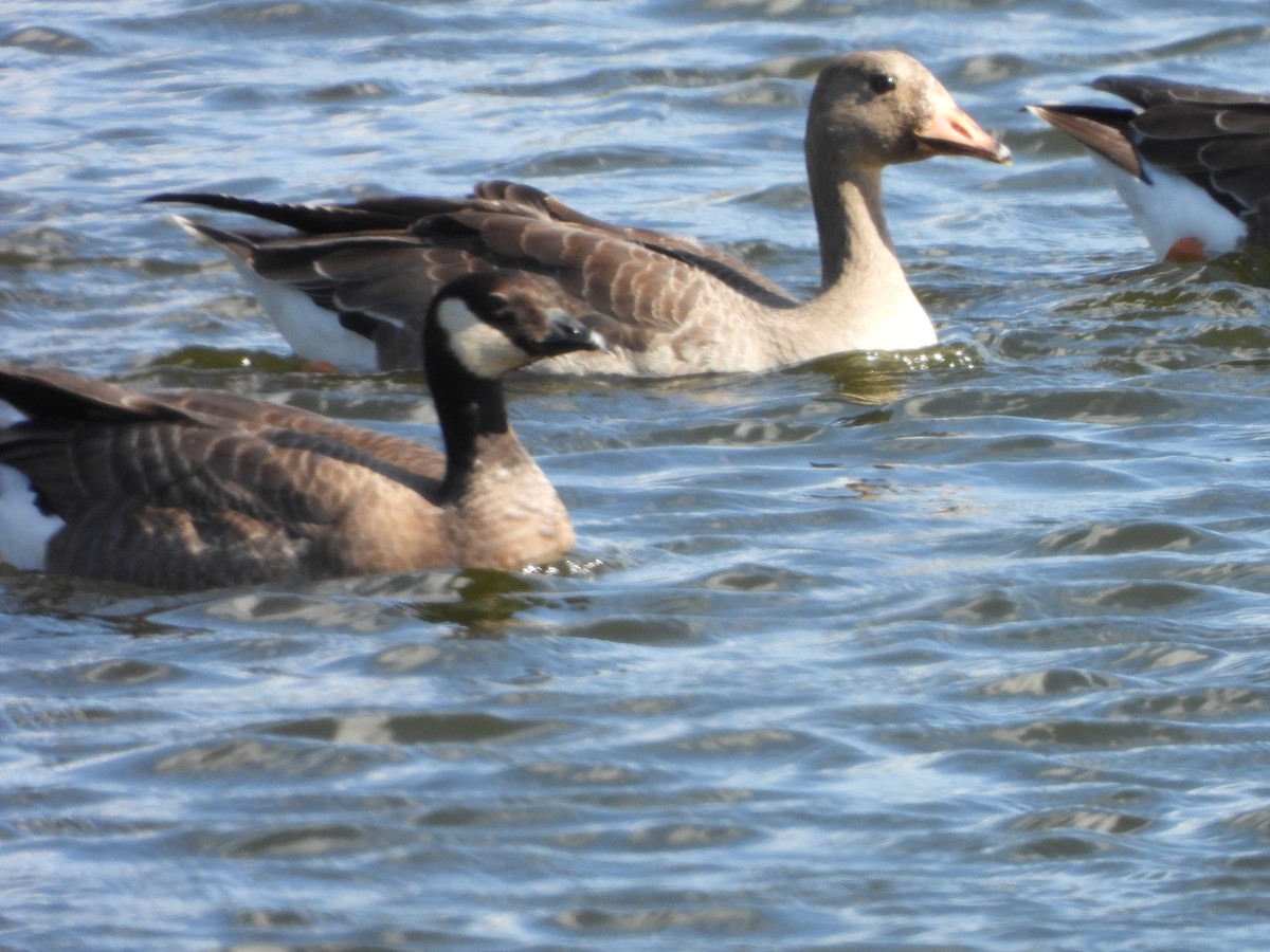 Cackling Goose - ML611142849