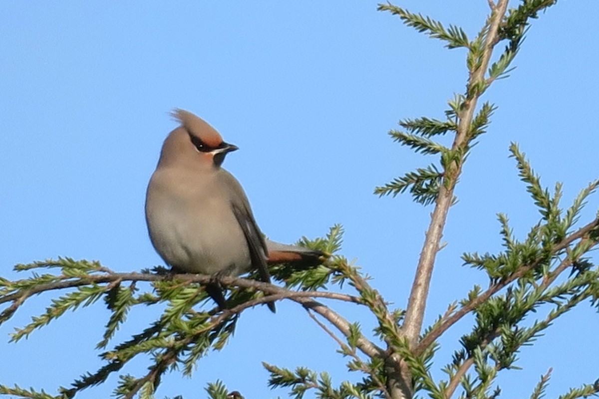 Bohemian Waxwing - ML611142871