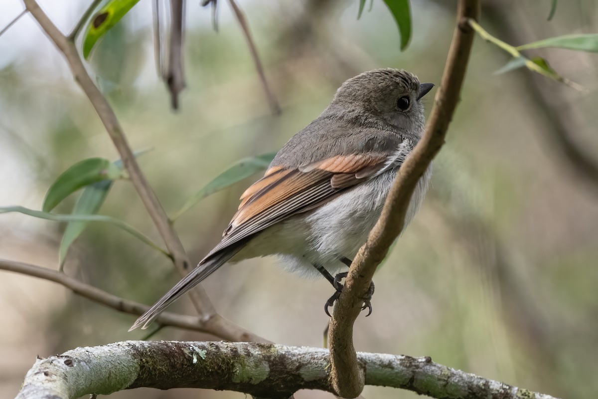 Golden Whistler - Anthony Sokol