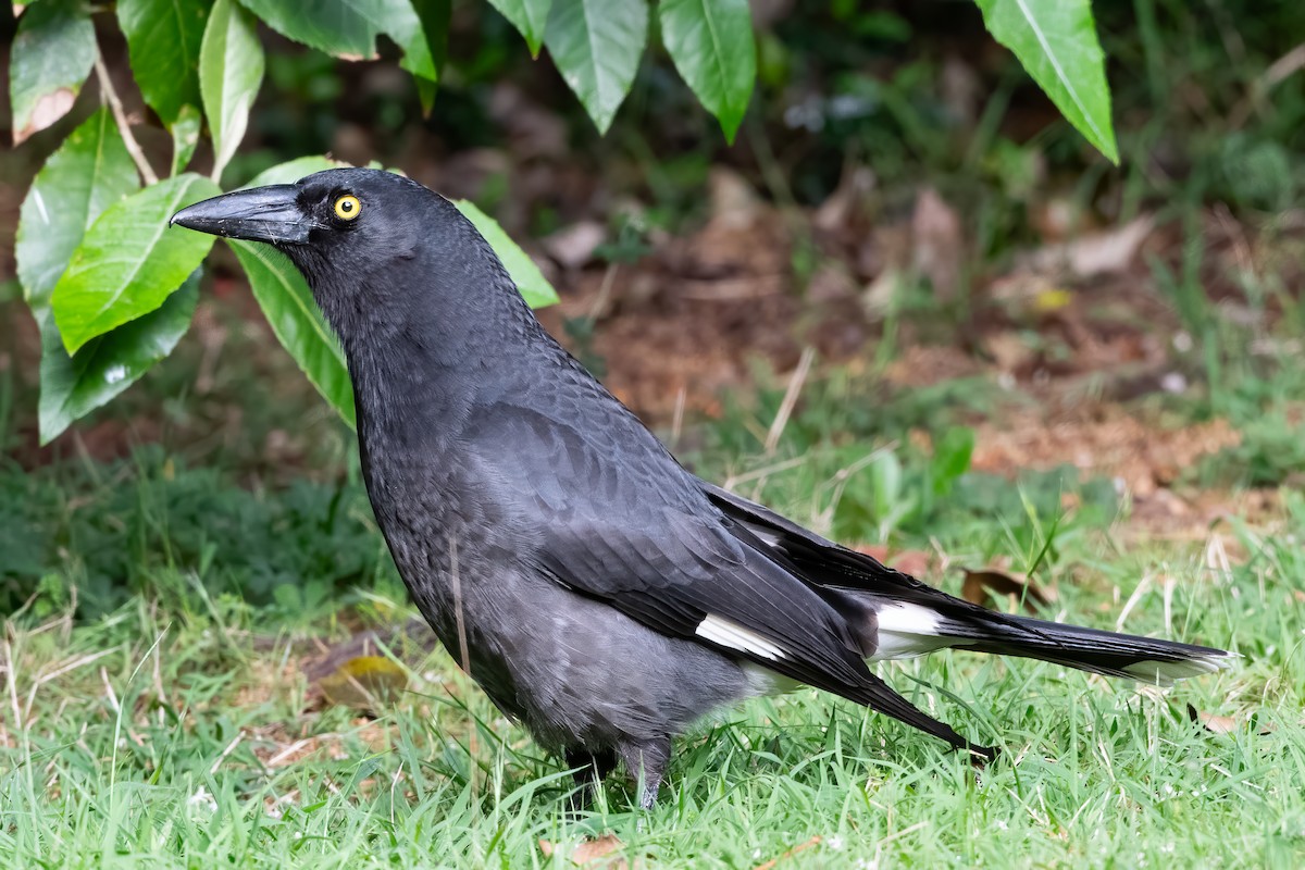 Pied Currawong - Anthony Sokol