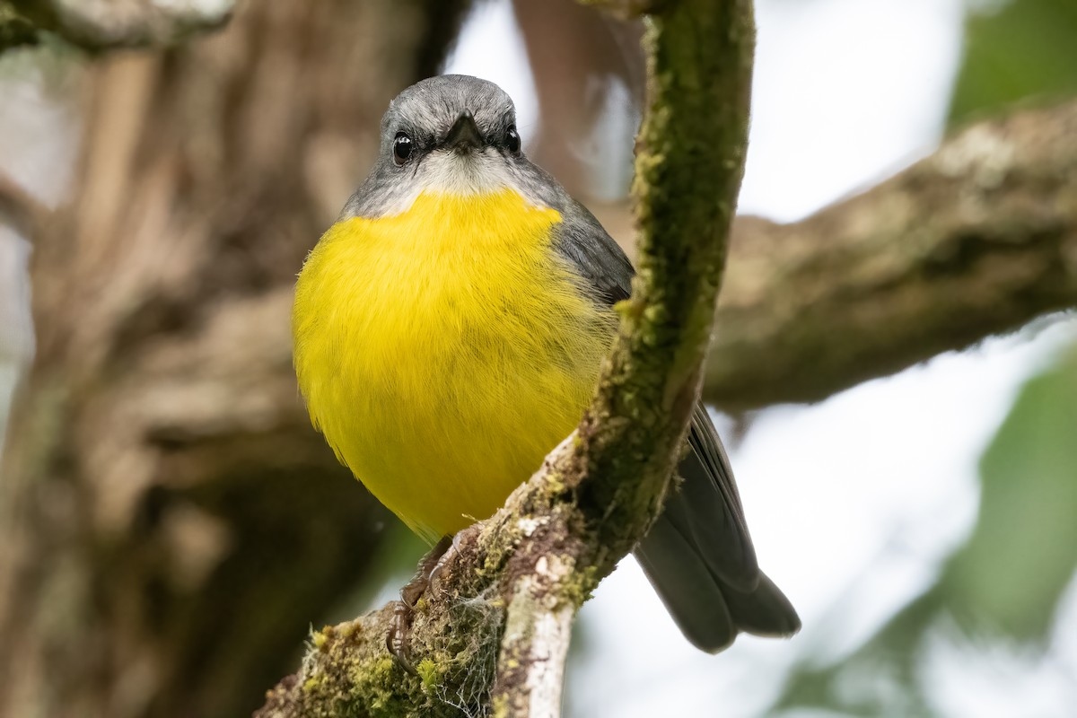 Eastern Yellow Robin - Anthony Sokol