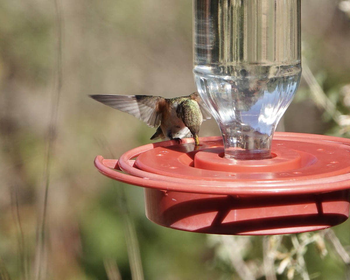 Broad-tailed Hummingbird - ML611143074