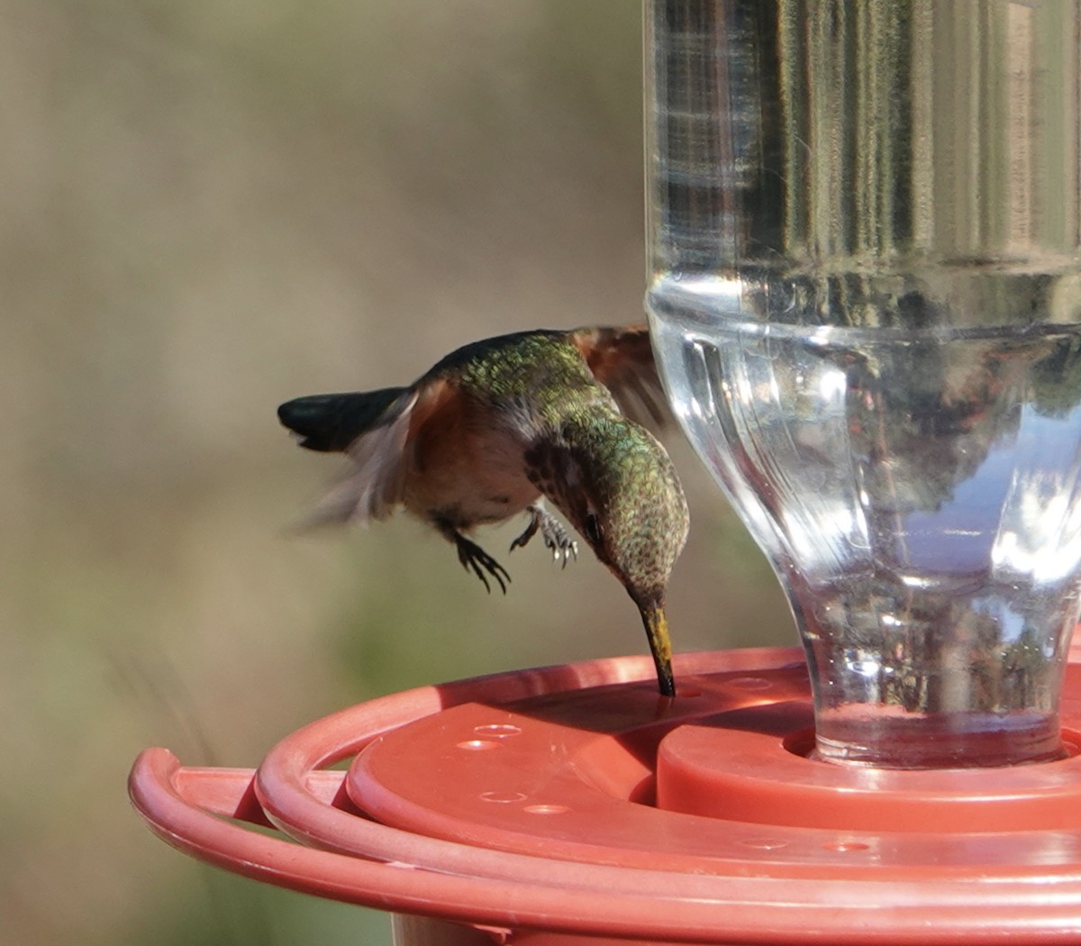 Broad-tailed Hummingbird - ML611143075