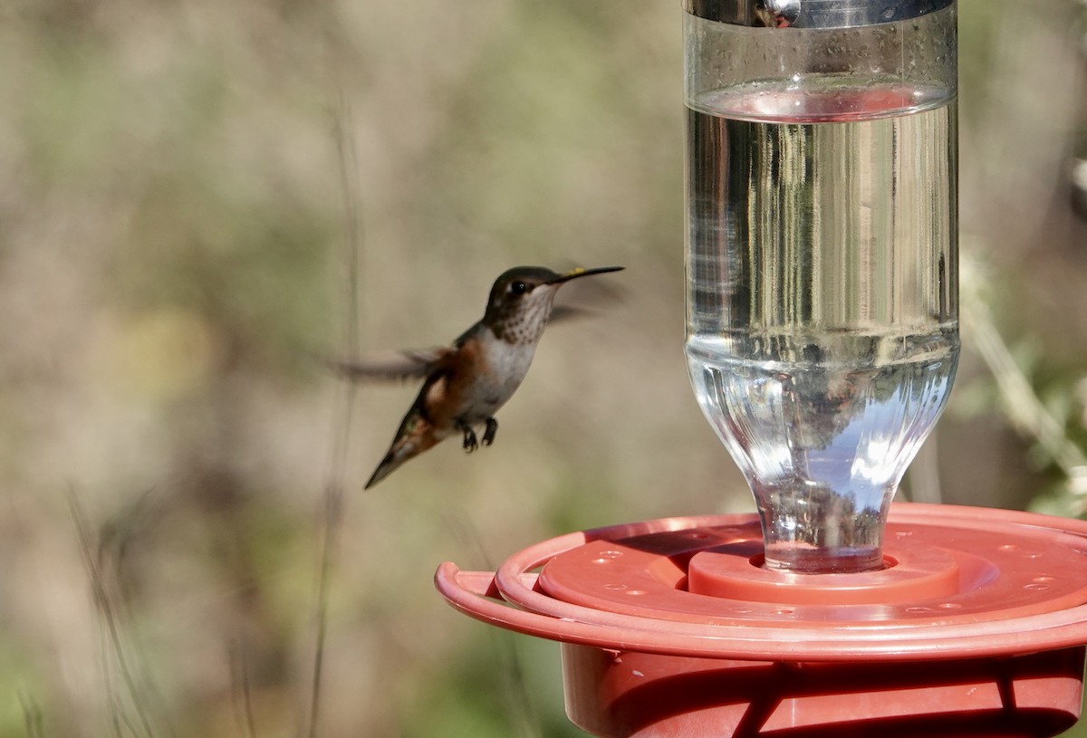 Broad-tailed Hummingbird - ML611143076