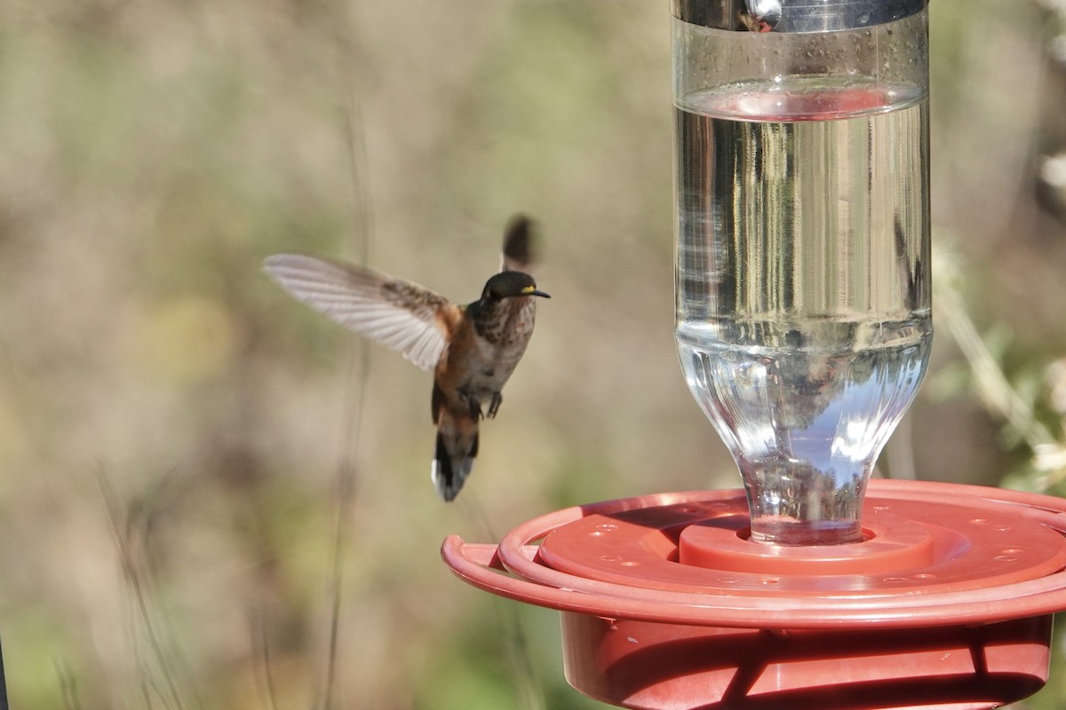 Broad-tailed Hummingbird - ML611143077
