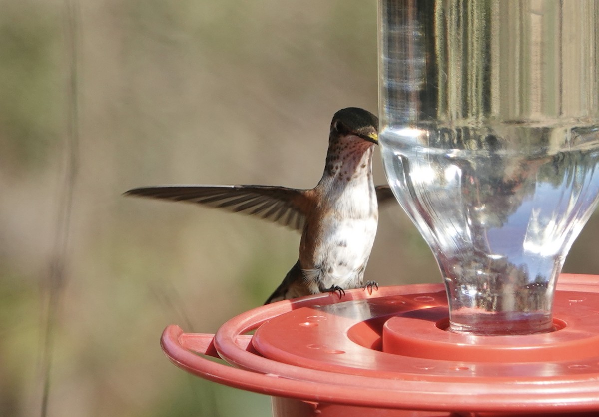 Broad-tailed Hummingbird - ML611143078