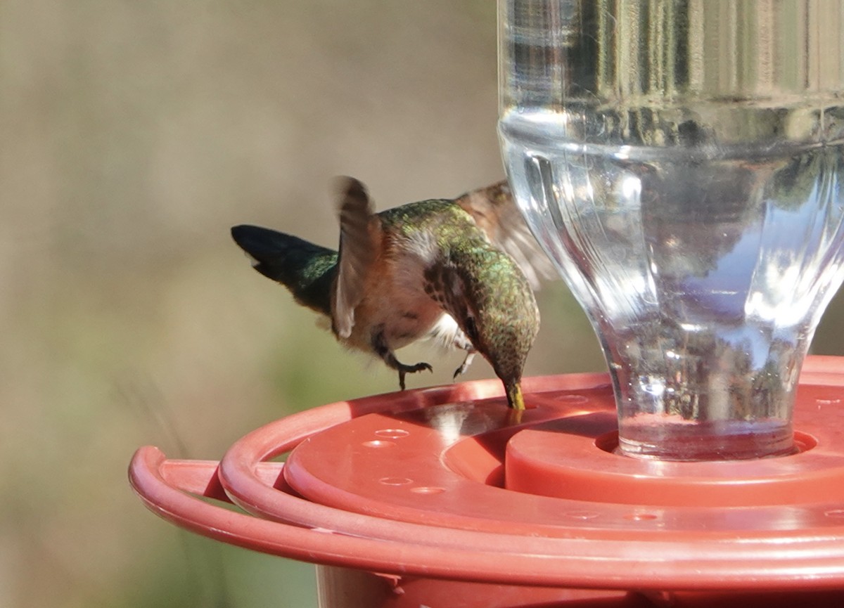 Broad-tailed Hummingbird - ML611143079