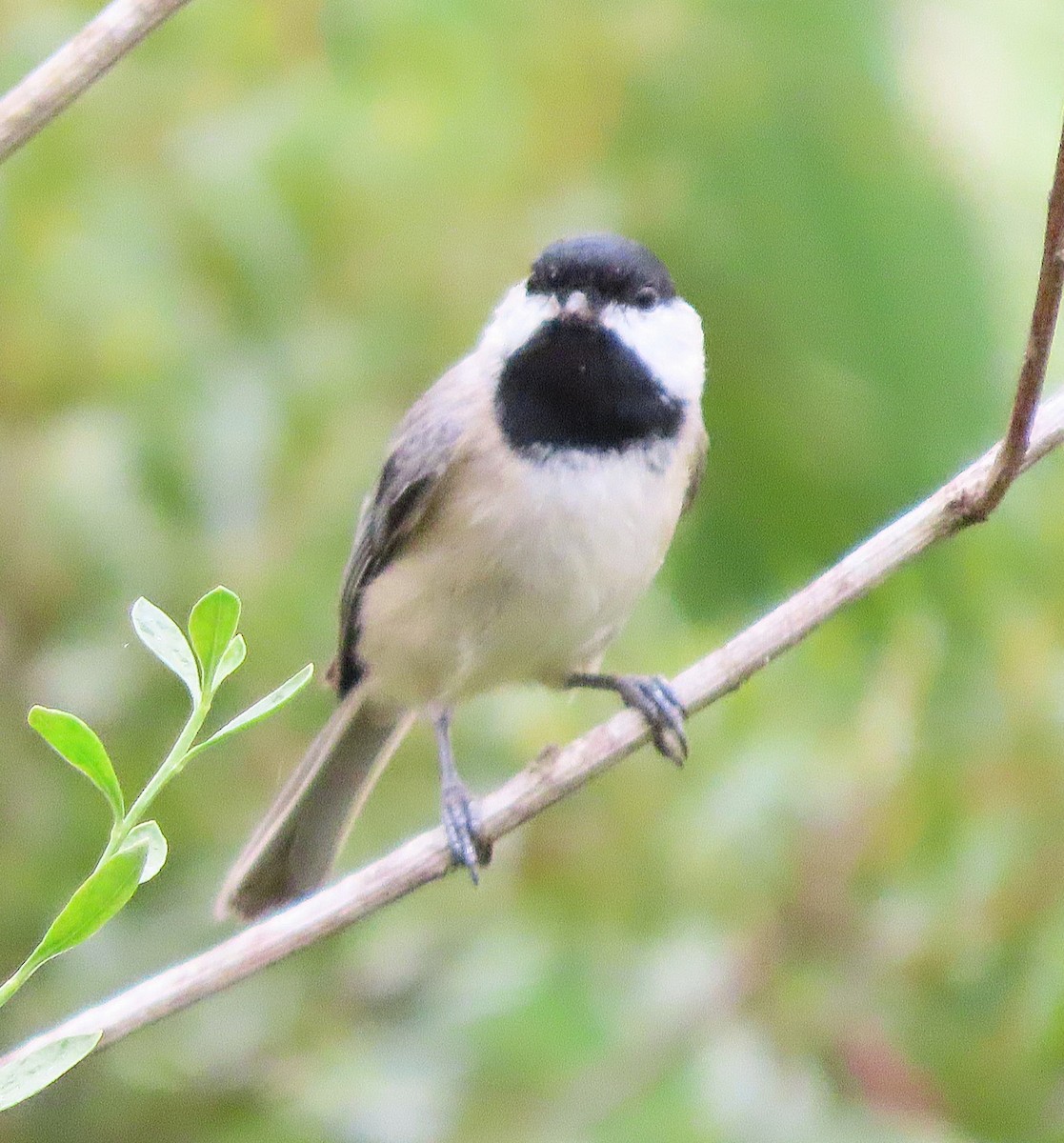 Carolina Chickadee - ML611143085